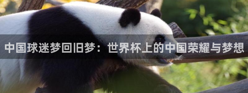 美洲杯直播：中国球迷梦回旧梦：世界杯上的中国荣耀与梦想