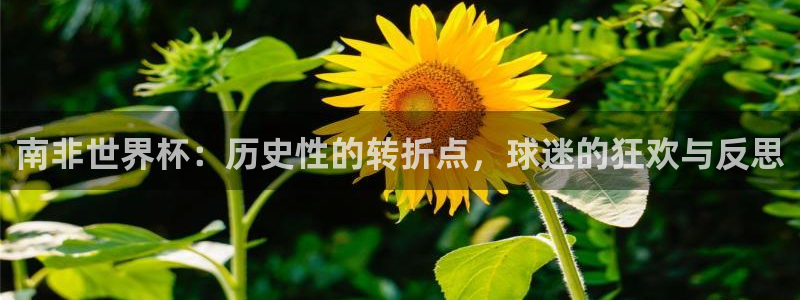 世界杯亚洲区预选赛：南非世界杯：历史性的转折点，球迷的狂欢与反思