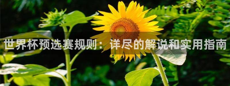 世界杯比赛直播：世界杯预选赛规则：详尽的解说和实用指南
